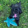UFO and Aliens Dog Toy Funny Flying Saucer Stuffed Chew Toy with Hidden Treat Holes and Removable Aliens – Rip and Reveal Interactive Chew(Leaf)