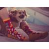 Womens Im Only Talking to My Dog Today Socks Funny Pet Mom Novelty Footwear