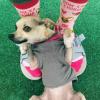 Women’s Bow Chicka Chihuahua Socks Funny Pet Dog Small Breed Sarcastic Sex Footwear