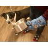 Dogs and Bones Funny Pet Dog Rescue Puppy Animal Lover Graphic Novelty Kitchen Accessories