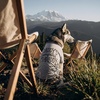 Dog Shirt Daddys Camping Buddy Cute Outdoor Clothes for Puppy Grey XXL(X-Large)
